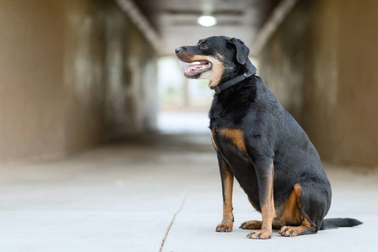 brown tunnel under walkways and street outside ms park where dog is looking to the left panting outdoors for owner photoshoot with danielle jacqueline