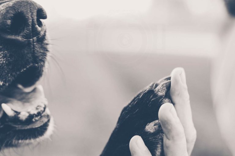 pet owner portraits of human hand up against black paw of dog snout open black and white photo by danielle jacqueline in desoto county ms