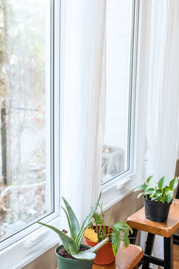 desert plants by the large windows and white transparent curtains on stools at danielle jacqueline photography studio in olive branch ms